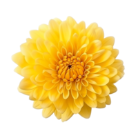 Yellow chrysanthemum flower isolated on transparent background png
