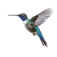 Blue hummingbird isolated on transparent background png