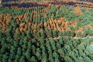 aerial view of a part of a pine forest burned by a forest fire photo