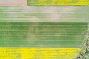 drone aerial view of agricultural fields cultivated with rapeseed and wheat in the springtime photo