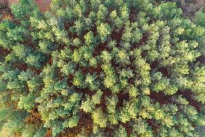 aerial overhead view with drone of a pine tree forest photo