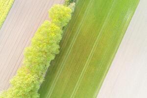 zenithal aerial drone view of agricultural fields and trees photo