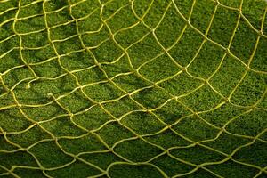 detail of the soccer goal netting on an artificial grass soccer field photo