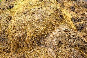 close-up view of a pile of cow manure to be used as fertilizer photo
