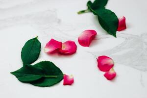Petals of pink roses on a white background with a place for text. photo