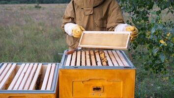 A beekeeper, a woman in a protective suit against bee stings, holds a empty frame with wax from a bee hive in her hands. Beekeeping, care of the hive, mock up photo
