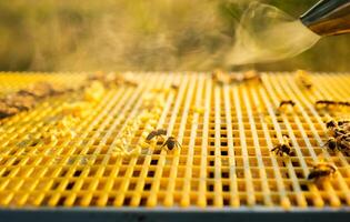 The bee cigarette lighter on the hive fumigates bees with smoke photo