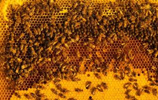 Bees sit on honeycombs with honey in a bee frame in a beehive close-up. Beekeeping, sealing honeycombs with wax and pouring honey, breeding and keeping bees photo