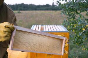 A beekeeper, a woman in a protective suit against bee stings, holds a empty frame with wax from a bee hive in her hands. Beekeeping, care of the hive, mock up photo