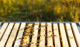 Bees are sitting in a hive on a close-up frame. Beekeeping, sealing honeycombs with wax and pouring honey, breeding and keeping bees photo