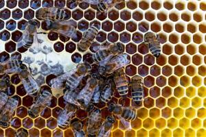 Bees sit on honeycombs with honey in a bee frame in a beehive close-up. Beekeeping, sealing honeycombs with wax and pouring honey, breeding and keeping bees photo