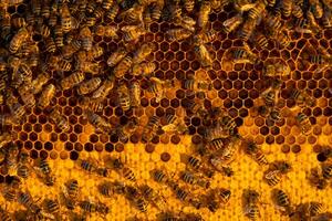 Bees sit on honeycombs with honey in a bee frame in a beehive close-up. Beekeeping, sealing honeycombs with wax and pouring honey, breeding and keeping bees photo
