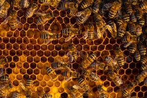 Bees sit on honeycombs with honey in a bee frame in a beehive close-up. Beekeeping, sealing honeycombs with wax and pouring honey, breeding and keeping bees photo