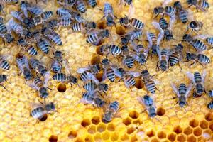 Bees sit on honeycombs with honey in a bee frame in a beehive close-up. Beekeeping, sealing honeycombs with wax and pouring honey, breeding and keeping bees photo