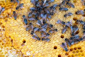Bees sit on honeycombs with honey in a bee frame in a beehive close-up. Beekeeping, sealing honeycombs with wax and pouring honey, breeding and keeping bees photo