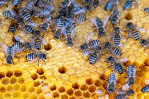 Bees sit on honeycombs with honey in a bee frame in a beehive close-up. Beekeeping, sealing honeycombs with wax and pouring honey, breeding and keeping bees photo