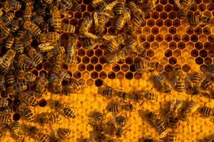 Bees sit on honeycombs with honey in a bee frame in a beehive close-up. Beekeeping, sealing honeycombs with wax and pouring honey, breeding and keeping bees photo