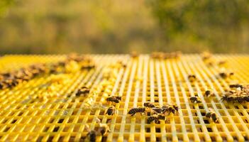 Bees are sitting in a hive on a close-up frame. Beekeeping, sealing honeycombs with wax and pouring honey, breeding and keeping bees photo
