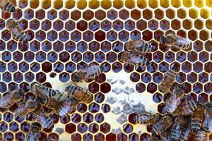 Bees sit on honeycombs with honey in a bee frame in a beehive close-up. Beekeeping, sealing honeycombs with wax and pouring honey, breeding and keeping bees photo