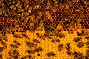 Bees sit on honeycombs with honey in a bee frame in a beehive close-up. Beekeeping, sealing honeycombs with wax and pouring honey, breeding and keeping bees photo