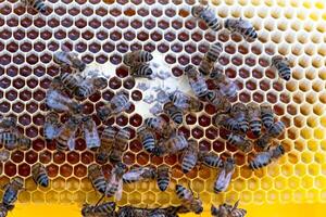 Bees sit on honeycombs with honey in a bee frame in a beehive close-up. Beekeeping, sealing honeycombs with wax and pouring honey, breeding and keeping bees photo