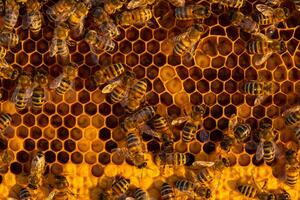 Bees sit on honeycombs with honey in a bee frame in a beehive close-up. Beekeeping, sealing honeycombs with wax and pouring honey, breeding and keeping bees photo