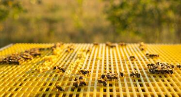 Bees are sitting in a hive on a close-up frame. Beekeeping, sealing honeycombs with wax and pouring honey, breeding and keeping bees photo