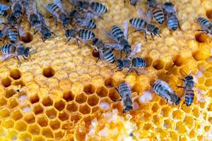 Bees sit on honeycombs with honey in a bee frame in a beehive close-up. Beekeeping, sealing honeycombs with wax and pouring honey, breeding and keeping bees photo
