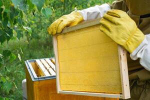 A beekeeper, a woman in a protective suit against bee stings, holds a empty frame with wax from a bee hive in her hands. Beekeeping, care of the hive, mock up photo