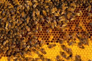 Bees sit on honeycombs with honey in a bee frame in a beehive close-up. Beekeeping, sealing honeycombs with wax and pouring honey, breeding and keeping bees photo