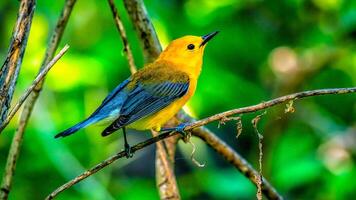 Warbler with a Prothonotary Bird of Prototheria Citrea photo