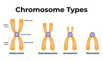 Chromosome Types Science Desig Illustration Diagram vector