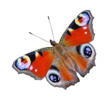 Close up view on a Peacock butterfly Aglais io isolated on a white background photo