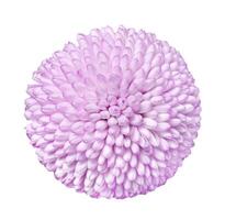 Close up view on a pink Chrysanthemum flower, isolated on a white background photo