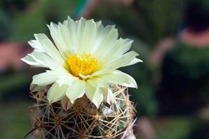 Close up view on a soft-yellow flower of Coryphantha cactus photo