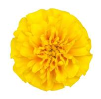Close up view on a yellow flower of tagetes plant isolated on a white background. Design element. photo