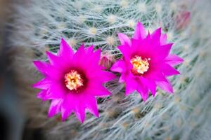 Close up view on a two pink flowers of cactus mammillaria laui. Selective focus photo