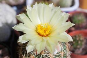 Close up view on a soft-yellow flower of Coryphantha beehive cactus photo