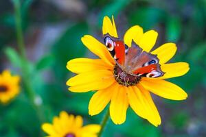 Close up view on a European peacock butterfly on a yellow chamomile flower on a background of green garden in blur photo