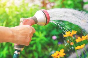 Close up view on a hand with sprinkler, watering a yellow flowers in the garden on a background of green plants in bokeh, illuminated by sunlight photo