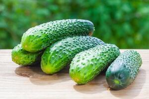 A pile of fresh cucumbers on a wooden table on a background of green garden in bokeh photo