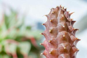 Close up view on a huernia succulent plant on a background a garden in blur photo
