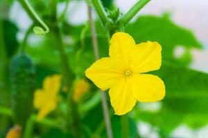 Close up view on a yellow flower of cucumber on a background of green garden in bokeh photo
