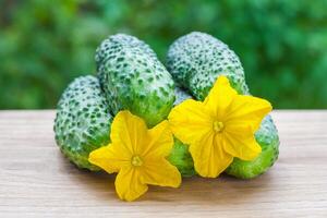 View on a pile of fresh cucumbers with yellow flowers on a wooden board on a background of green garden in bokeh photo