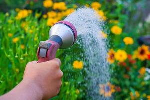 Close up view on a hand with a sprinkler, watering the yellow flowers in the green garden photo