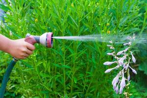 View on a child hand with a sprinkler, that waters a hosta plants flowers in the garden photo