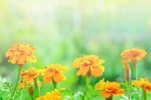 Orange tagetes marigold flowers, illuminated by summer sunlight, on a background of green garden in blur with copy space photo