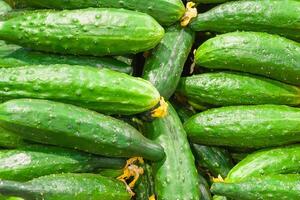 A pile of cucumbers with yellow inflorescences in the store photo