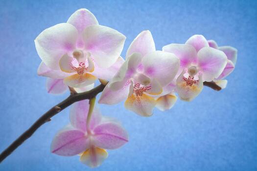 un rama de orquídea flores en un azul antecedentes foto