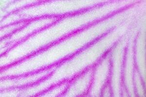 Close up view of white petal of a flower of orchid phalaenopsis with a purple pattern as a background texture photo